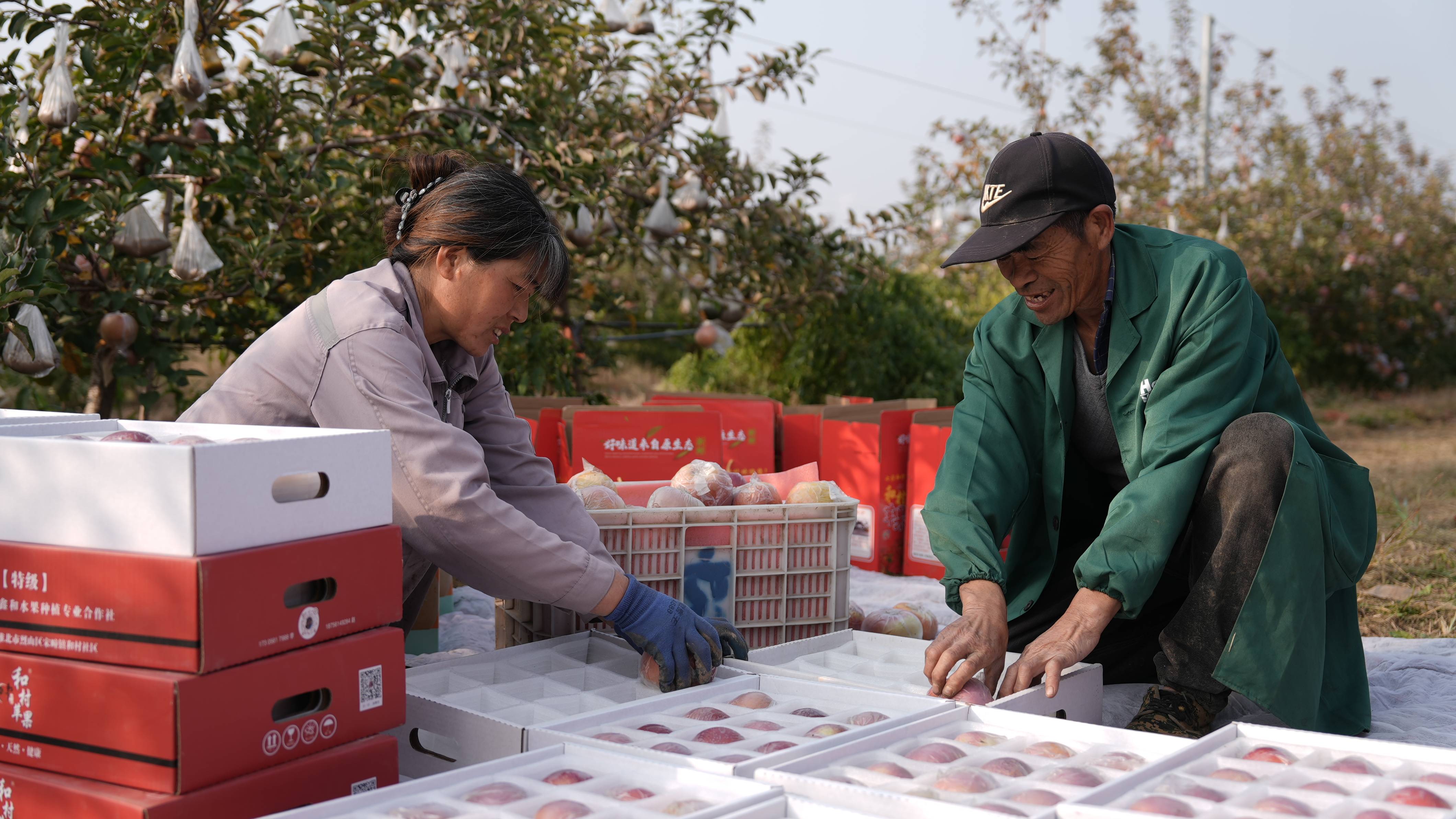 “淮北为啥不种橘子<strong></p>
<p>BNB交易官网</strong>？”果农：因为我们有更甜的王牌