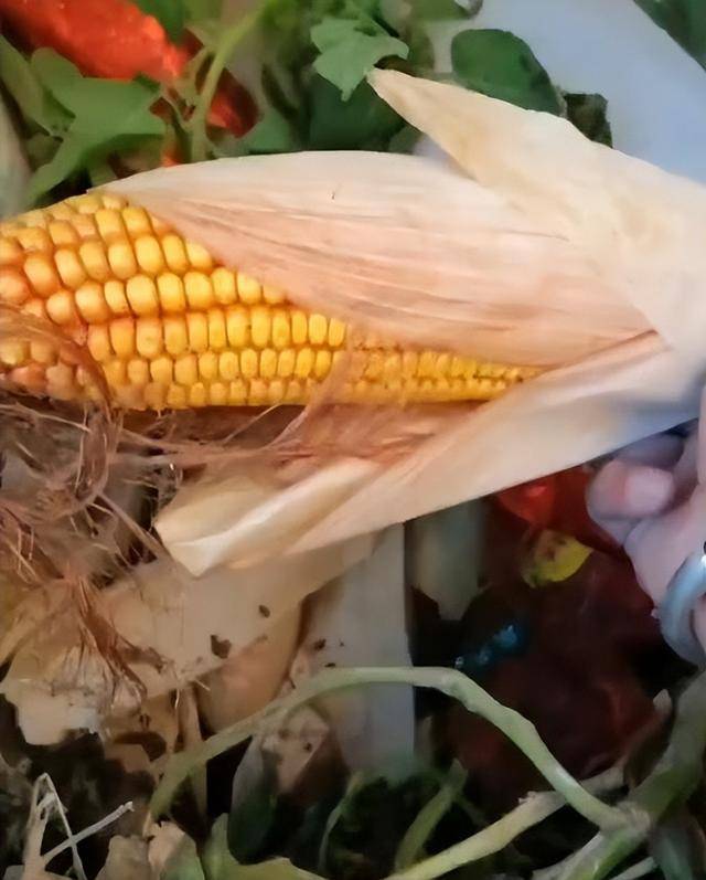 女子疑因拍亲姑姑偷玉米遭姑父棍杀<strong></p>
<p>BCH交易官网</strong>,邻居欲报警也遇害